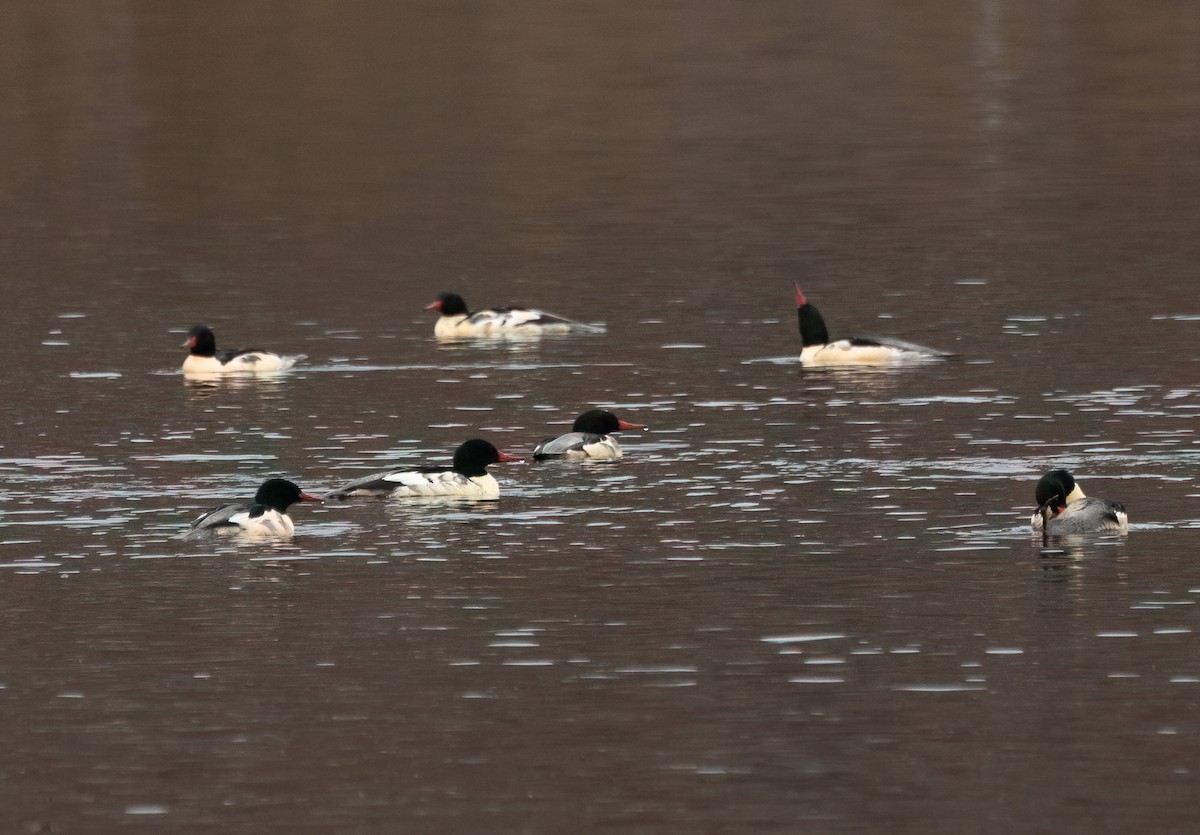 Common Merganser - ML645856354