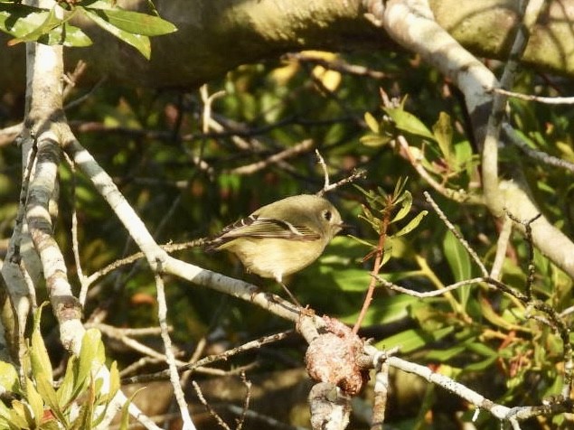 králíček americký - ML645856356