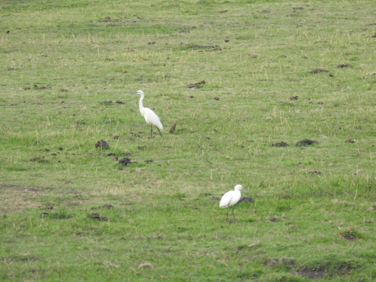 Aigrette garzette - ML645856358