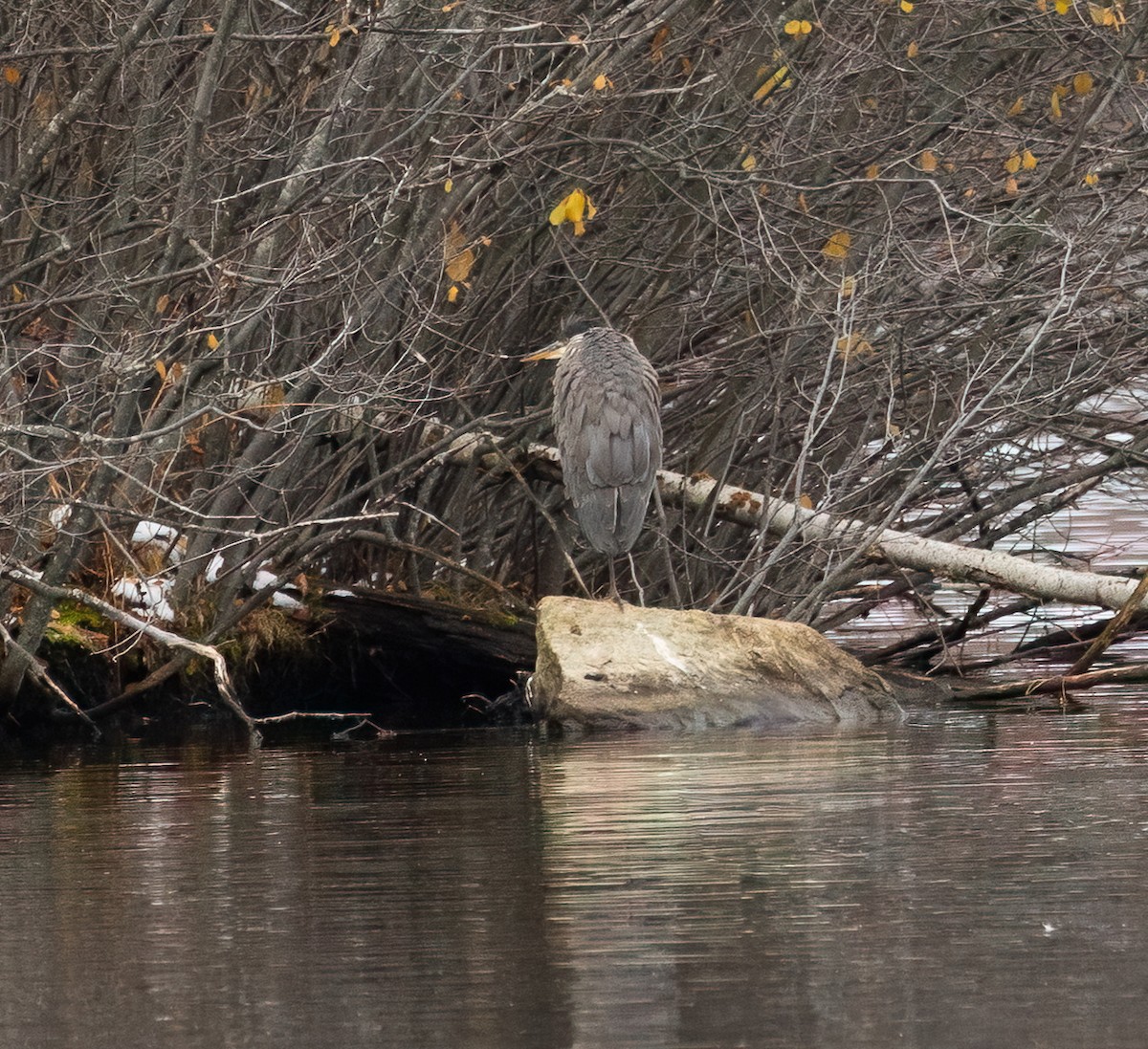 Great Blue Heron - ML645856366