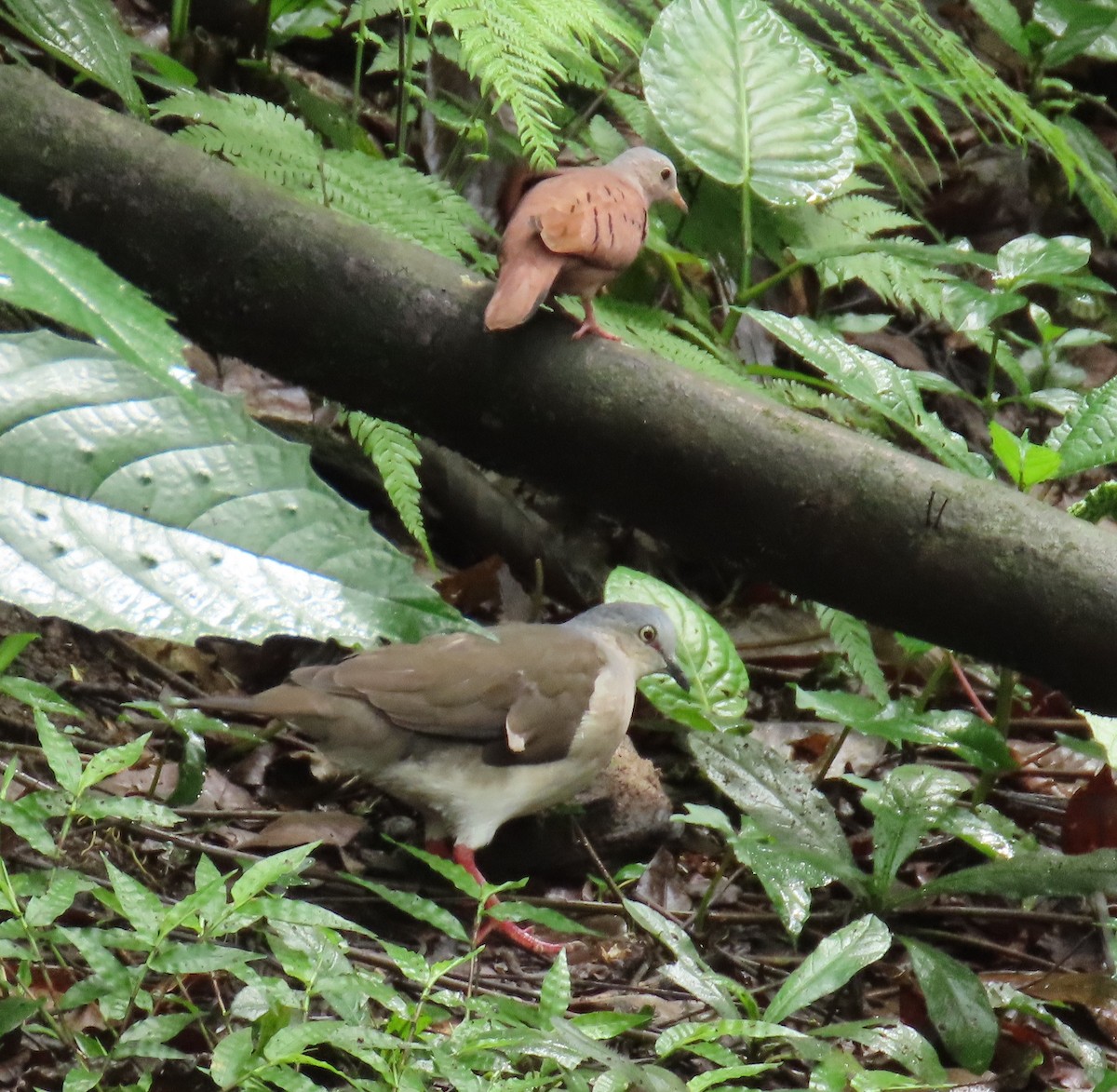 Gray-headed Dove - ML645856370