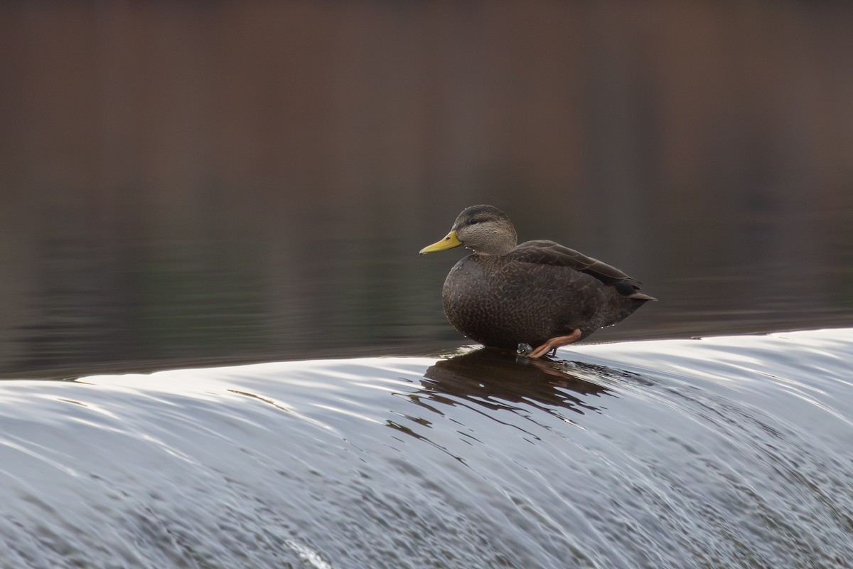 rødfotand - ML645856371