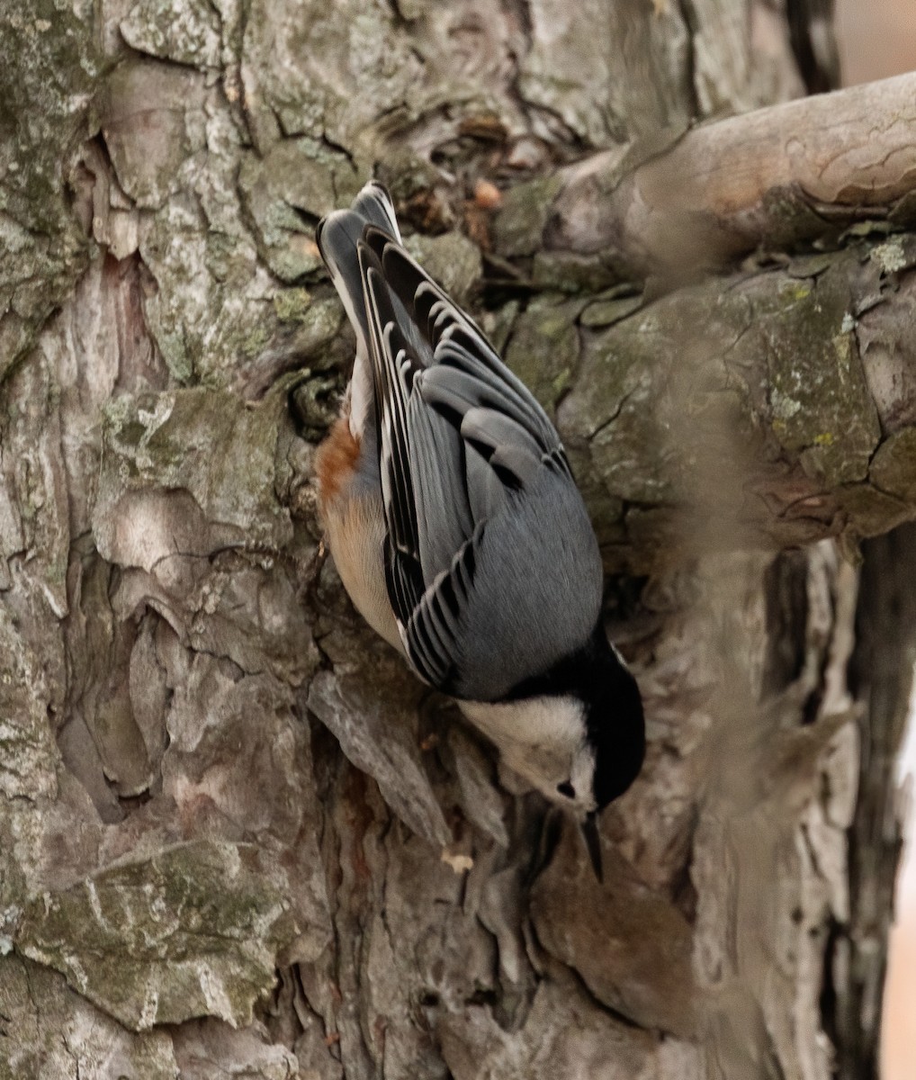 White-breasted Nuthatch - ML645856372