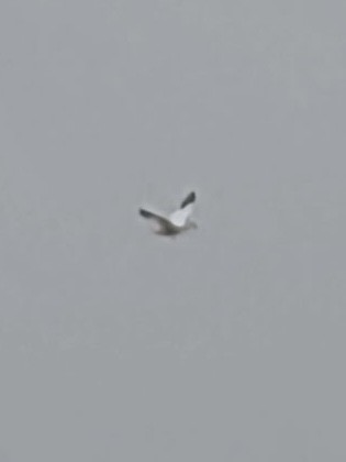 Oca delle nevi - ML645856374