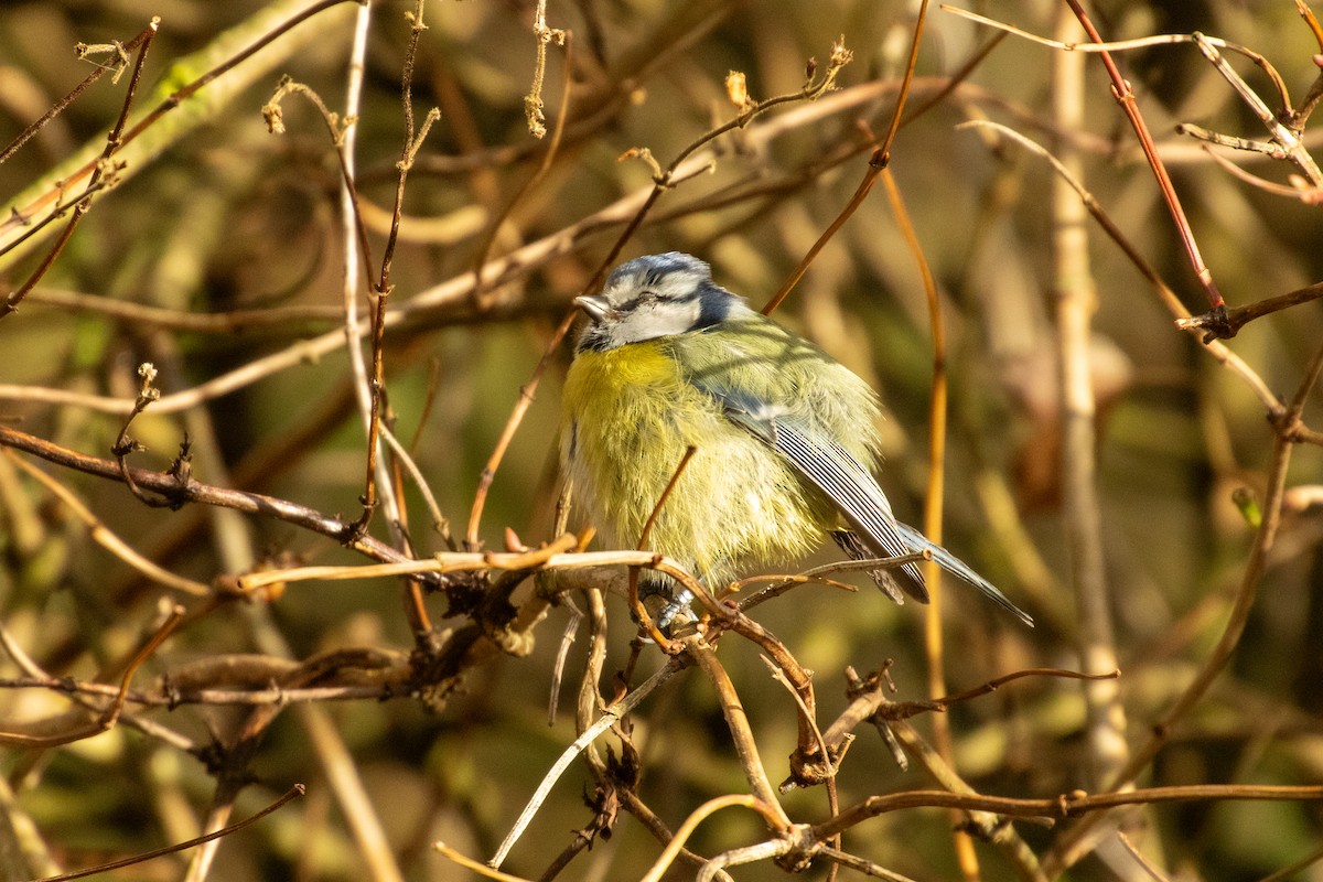 Eurasian Blue Tit - ML645856393