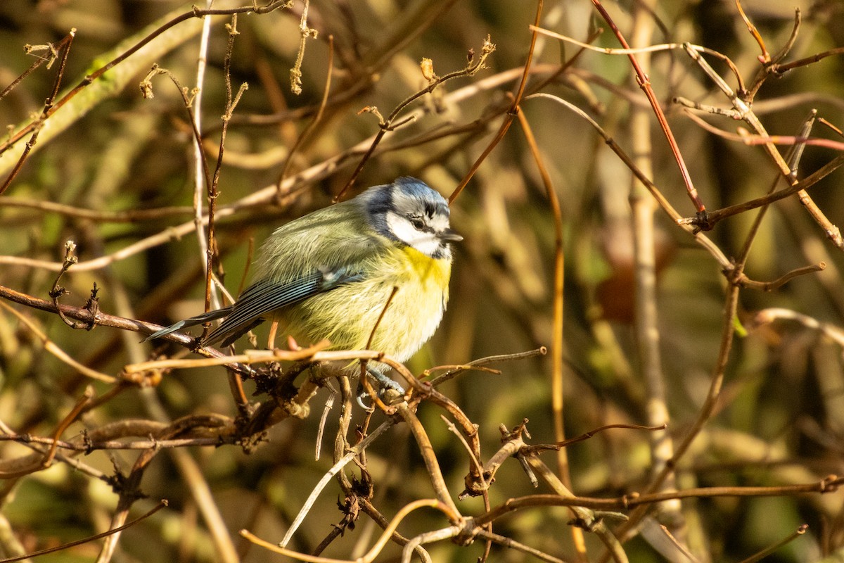Eurasian Blue Tit - ML645856394
