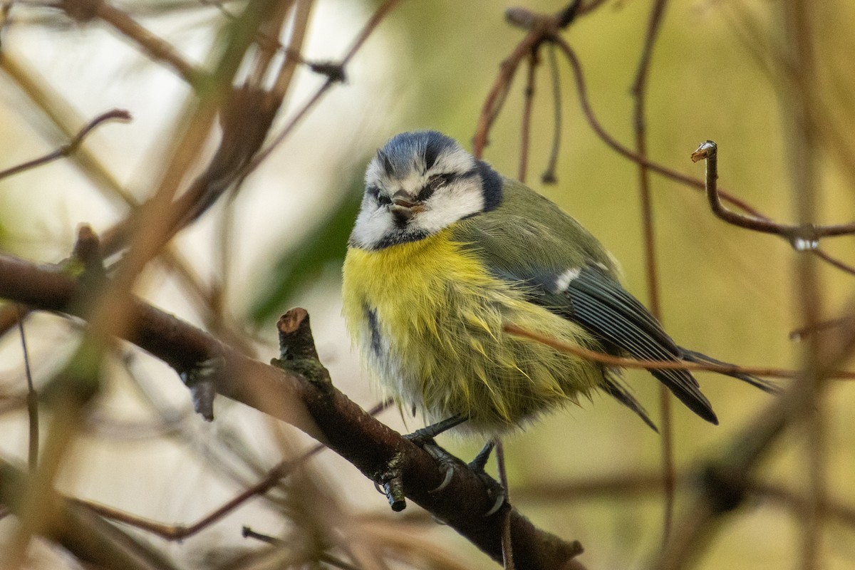 Eurasian Blue Tit - ML645856395