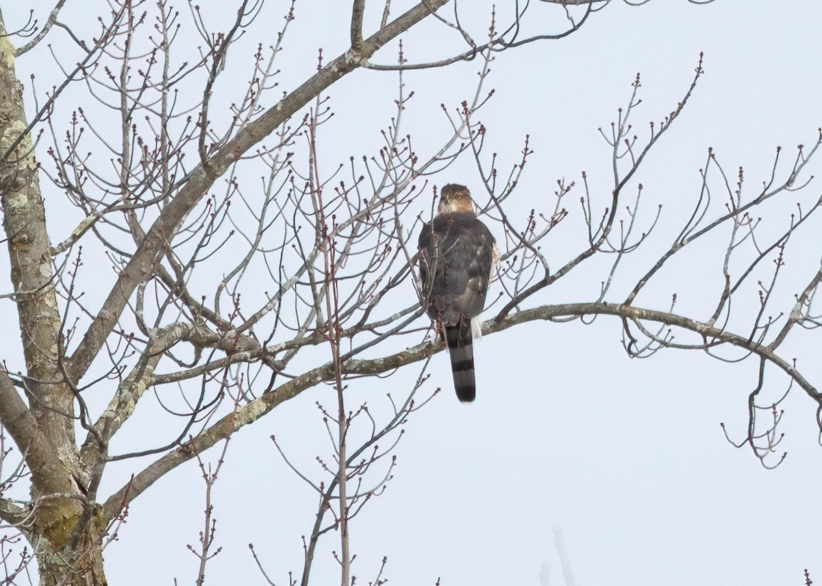 Cooper's Hawk - ML645856397