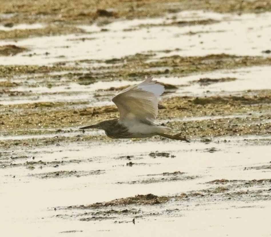 Indian Pond-Heron - ML645856411