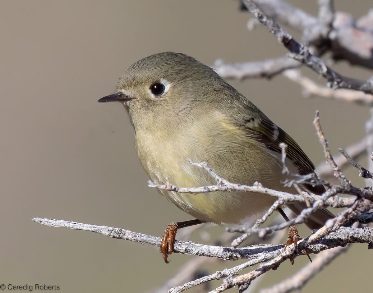 králíček americký - ML645856419