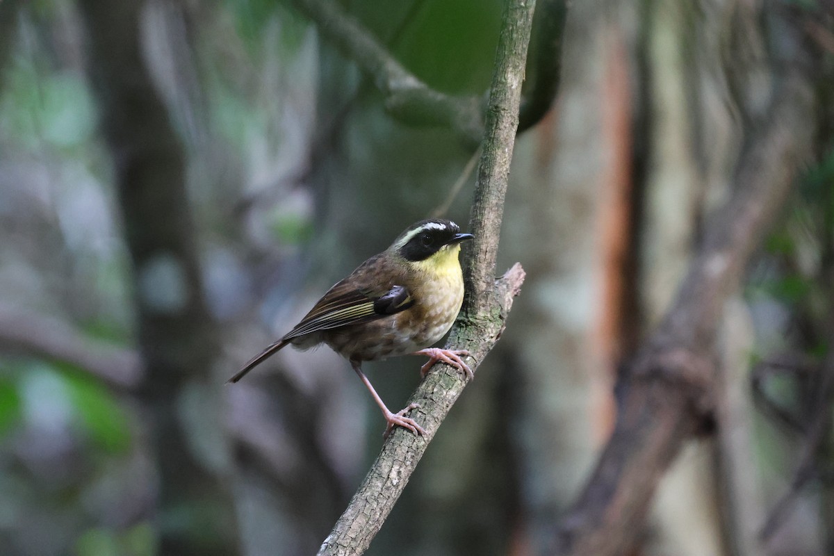 Yellow-throated Scrubwren - ML645856420