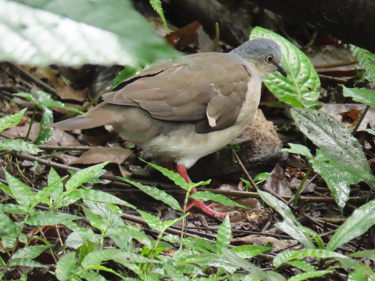 Gray-headed Dove - ML645856421