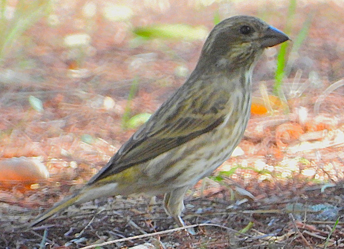 purpurfink - ML645856424