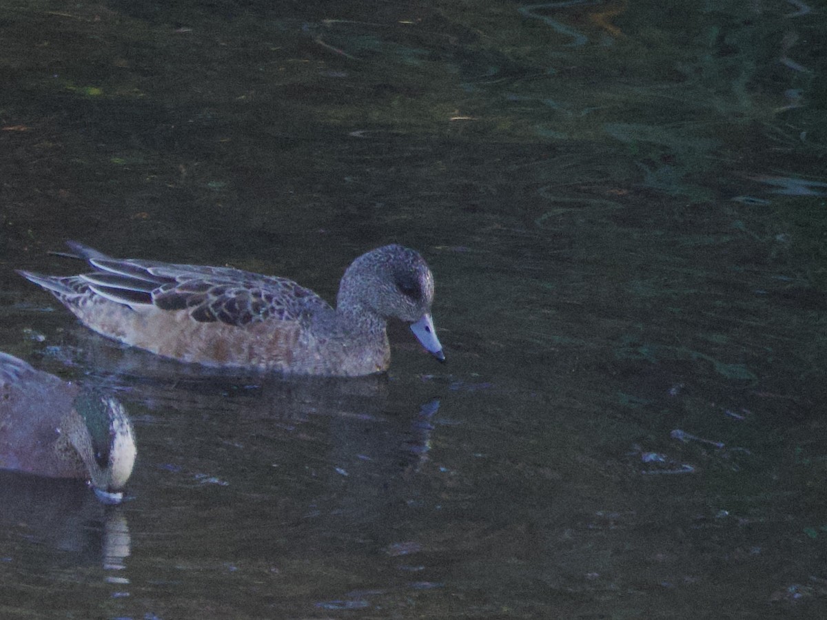 American Wigeon - ML645856426