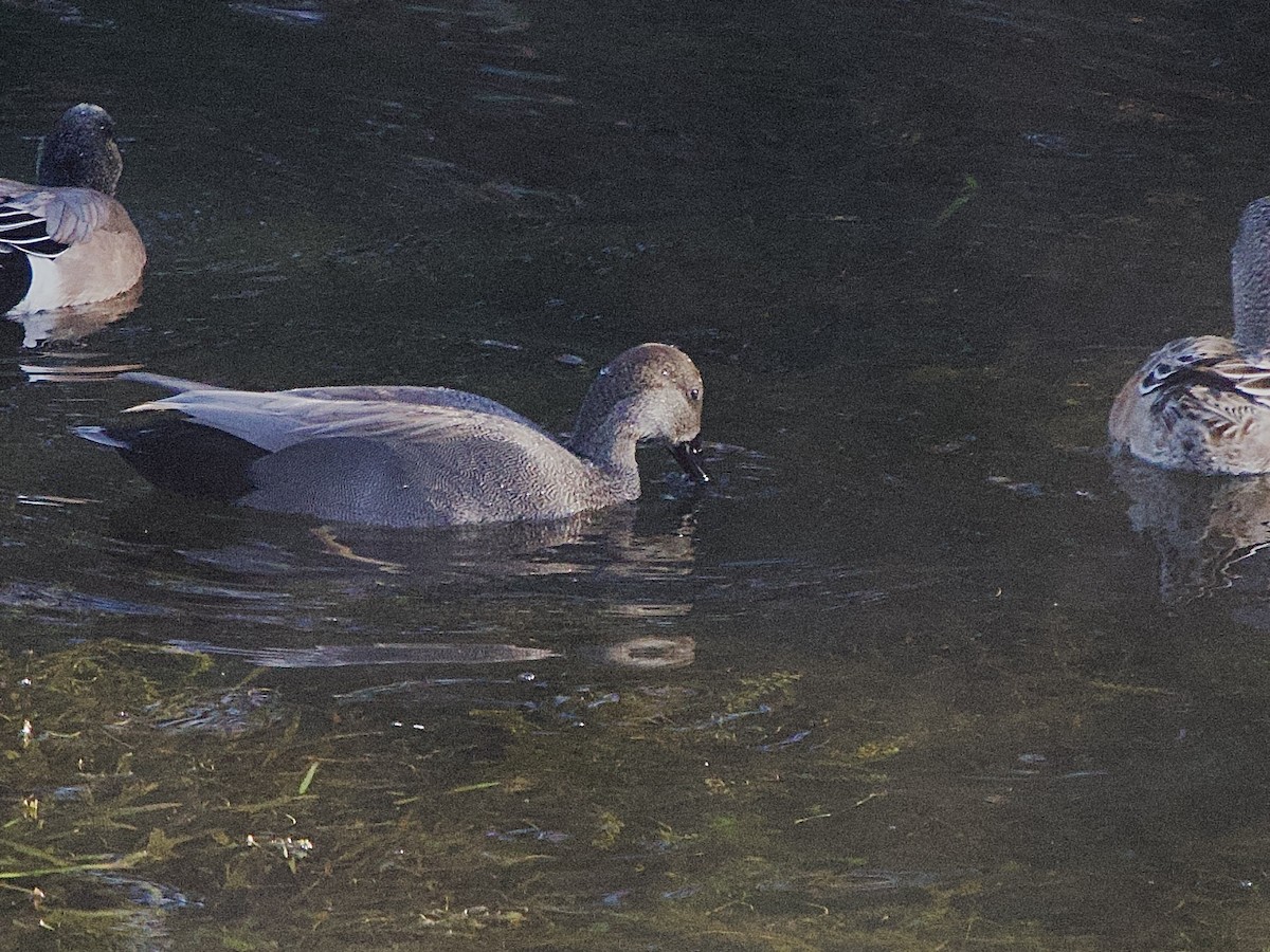 Boz Ördek - ML645856427