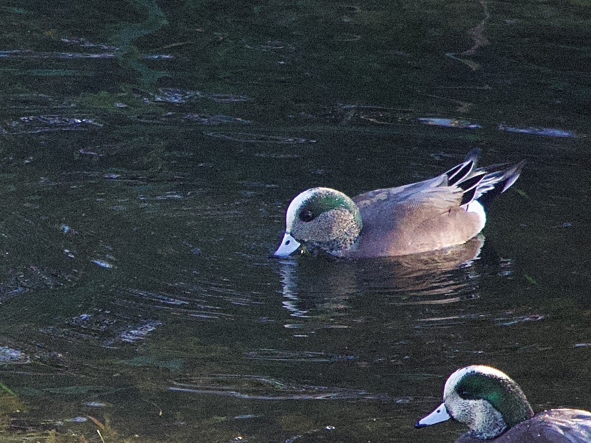 American Wigeon - ML645856429