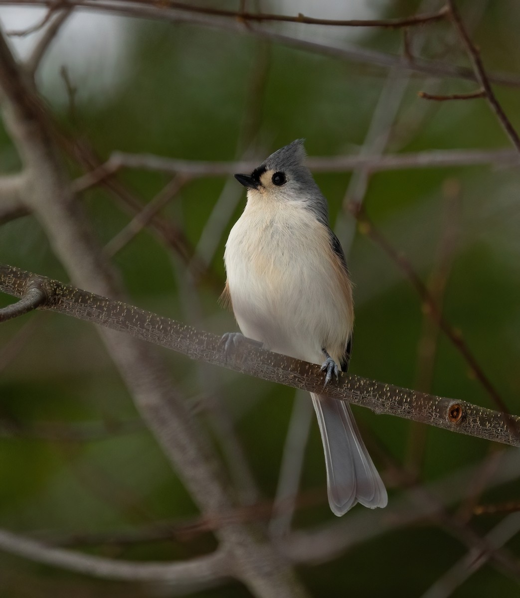 gråduskmeis - ML645856443