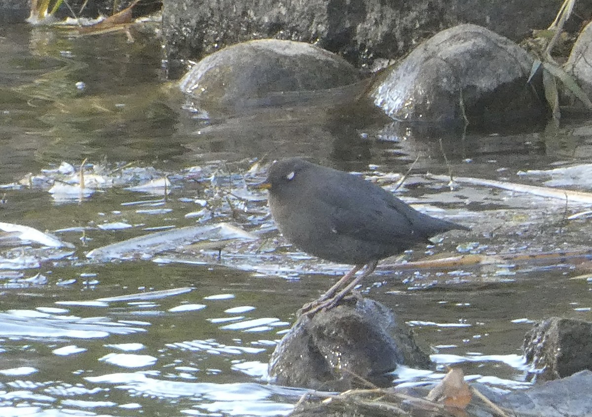 Ur-zozo iparramerikarra - ML645856451