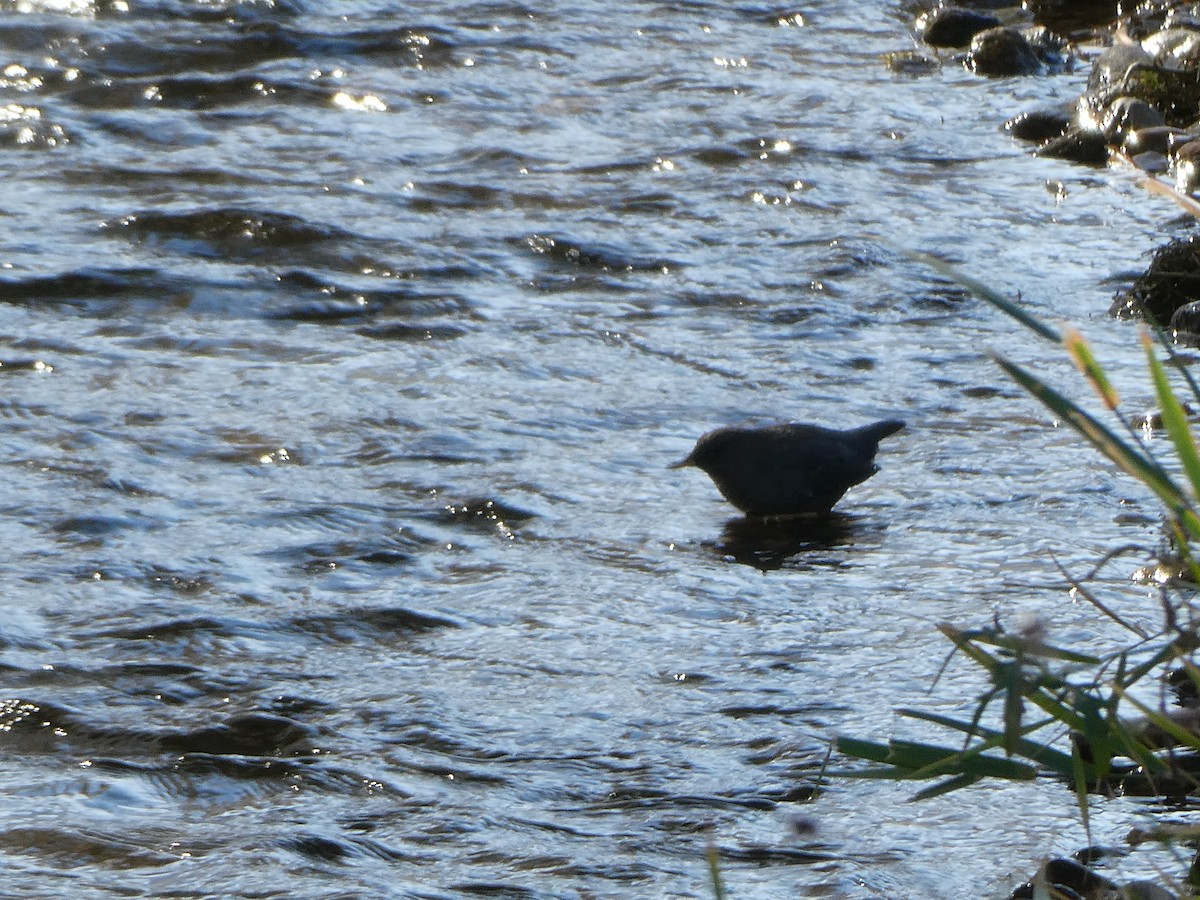 Ur-zozo iparramerikarra - ML645856452