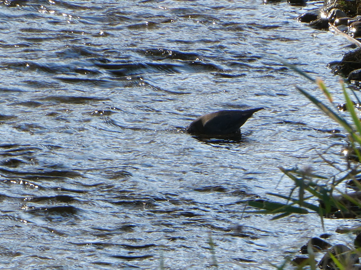 Ur-zozo iparramerikarra - ML645856453