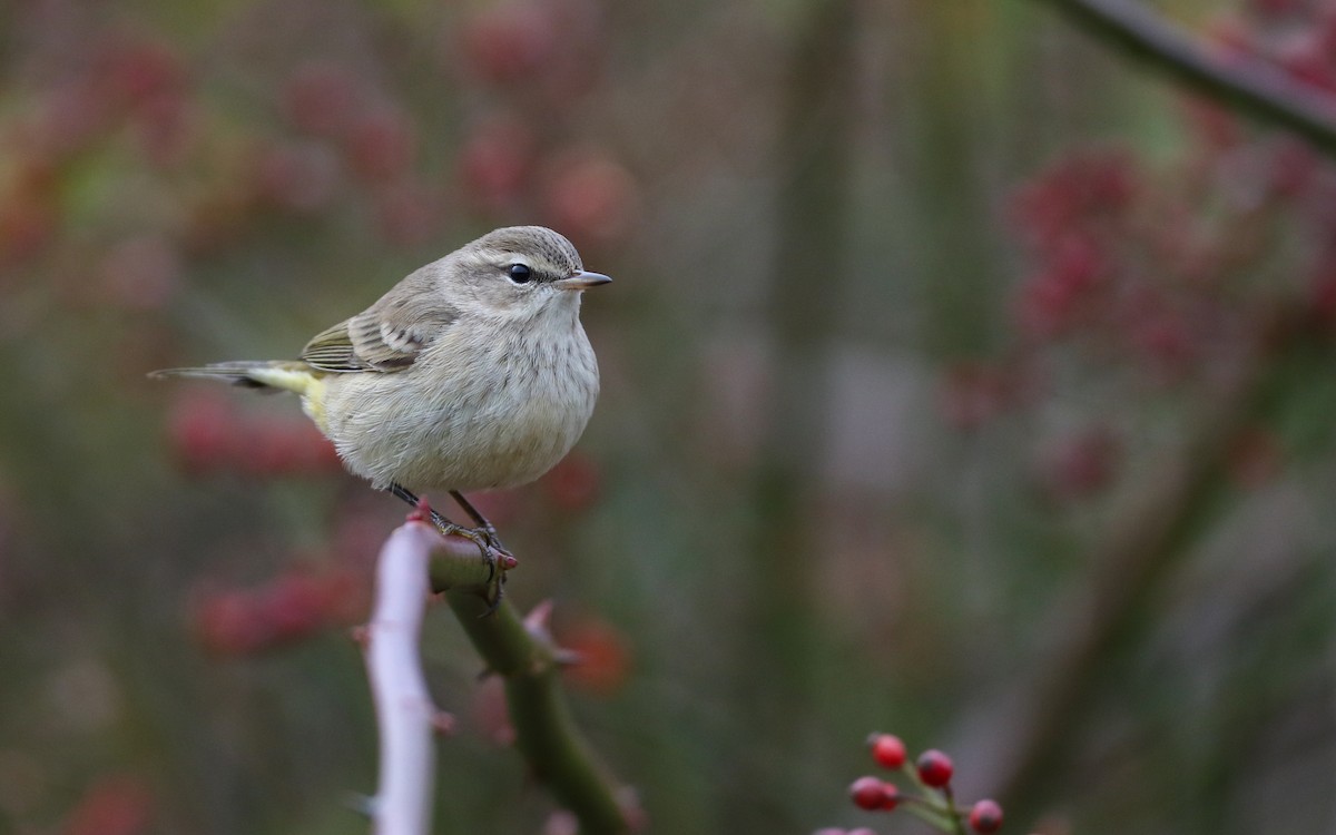 Palm Warbler (Western) - ML645856454