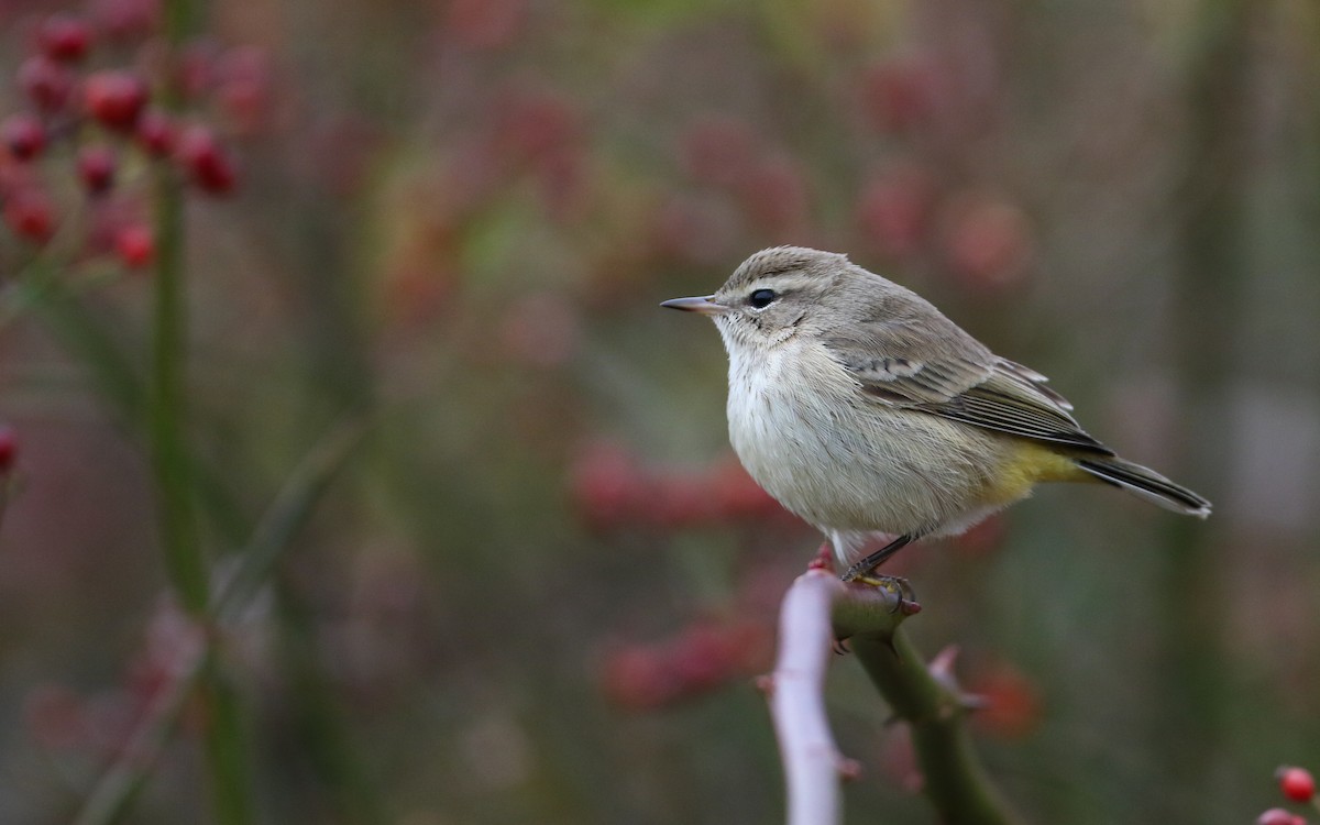 Palm Warbler (Western) - ML645856455