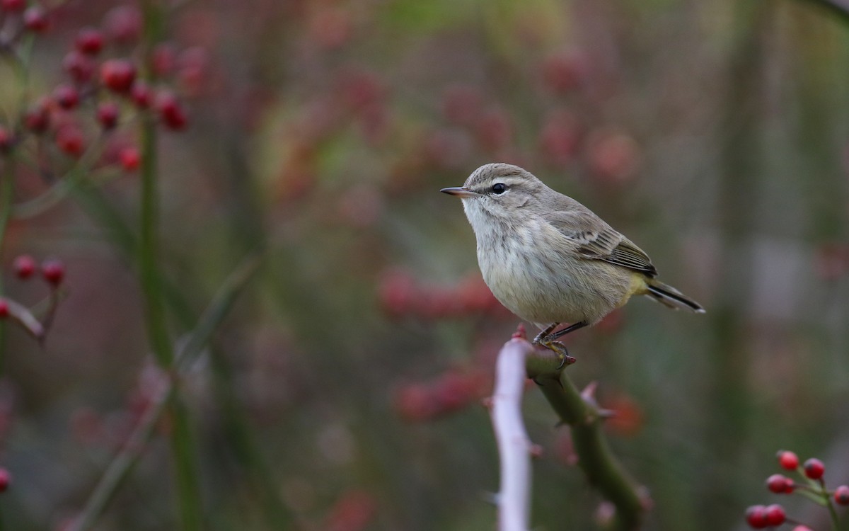Palm Warbler (Western) - ML645856467