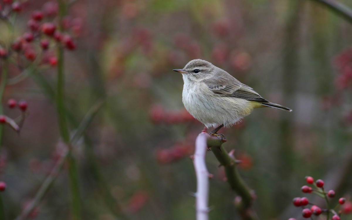 Palm Warbler (Western) - ML645856468