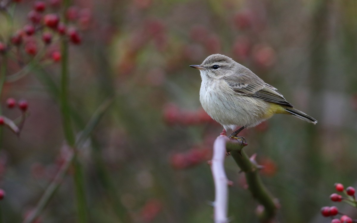 Palm Warbler (Western) - ML645856469