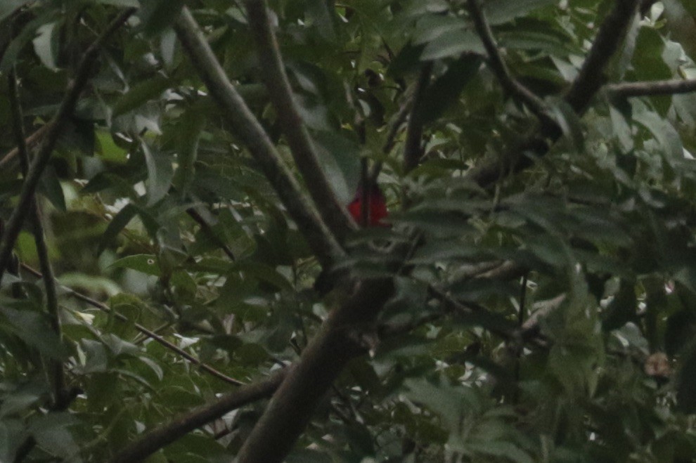 strdimil karmínovoprsý - ML645856471