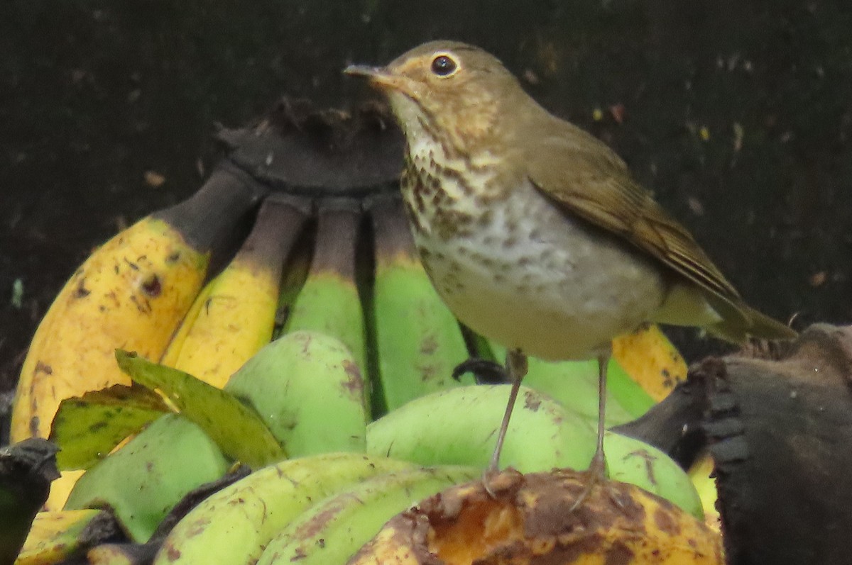 Swainson's Thrush - ML645856492