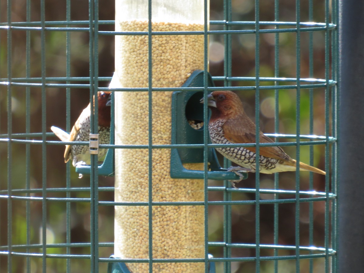 Scaly-breasted Munia - ML645856493