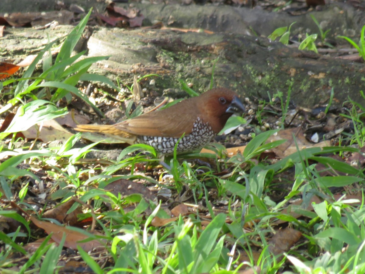 Scaly-breasted Munia - ML645856494