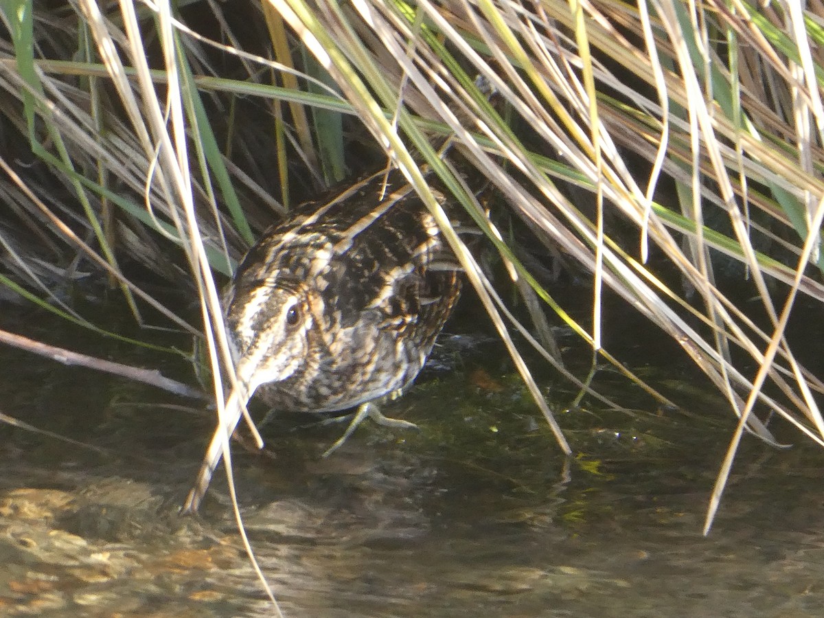 Wilson's Snipe - ML645856499