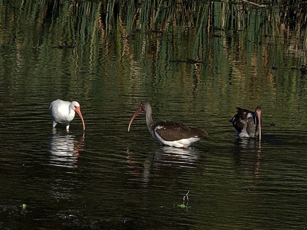 White Ibis - ML645856505