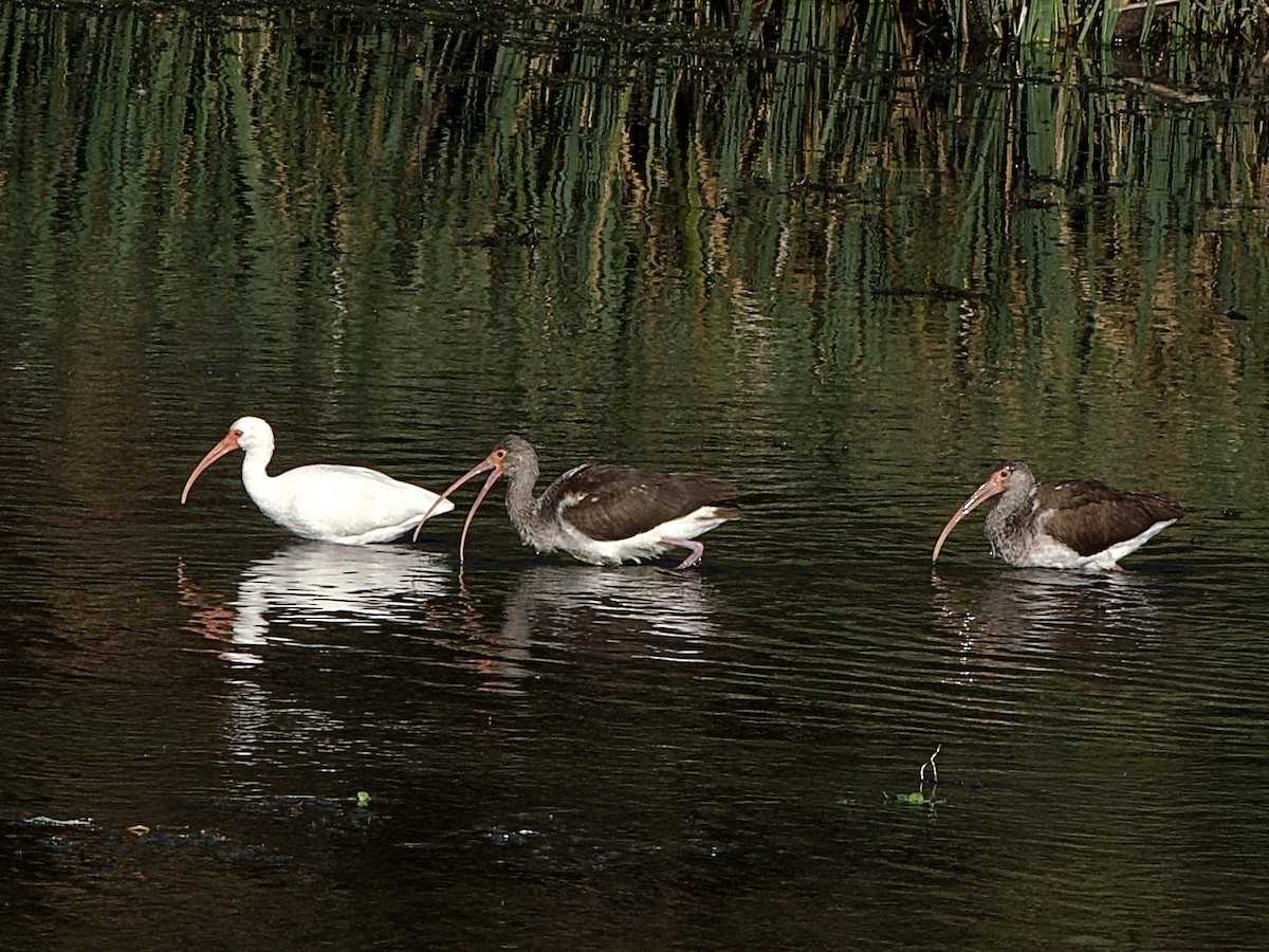 White Ibis - ML645856506
