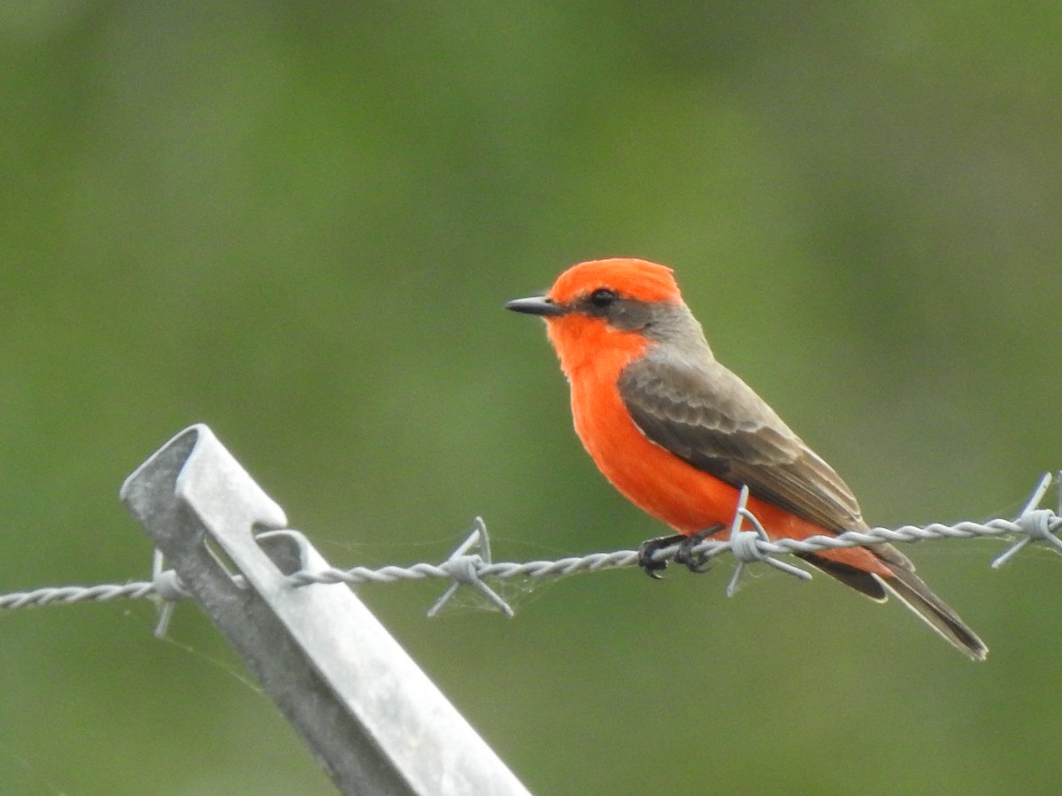 Vermilion Flycatcher - ML645856511