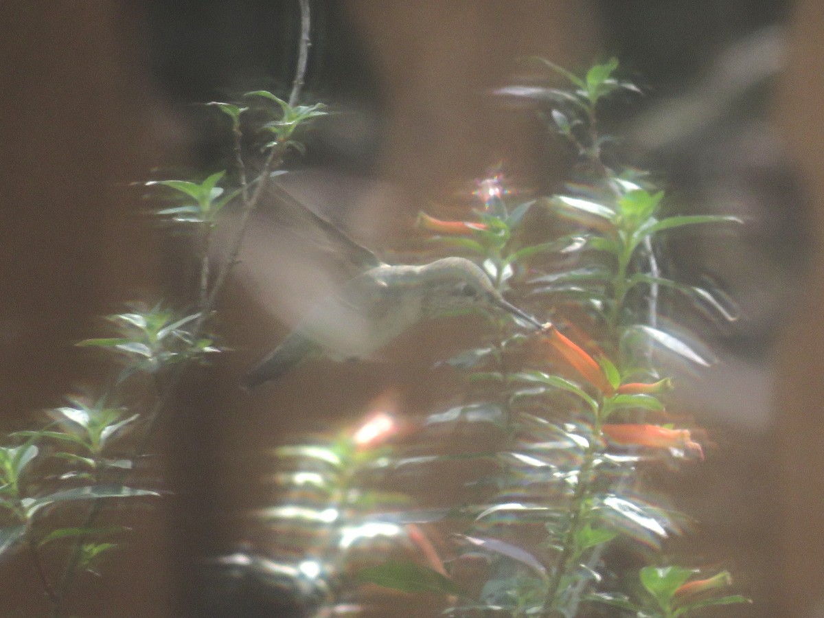 hummingbird sp. - ML645856513