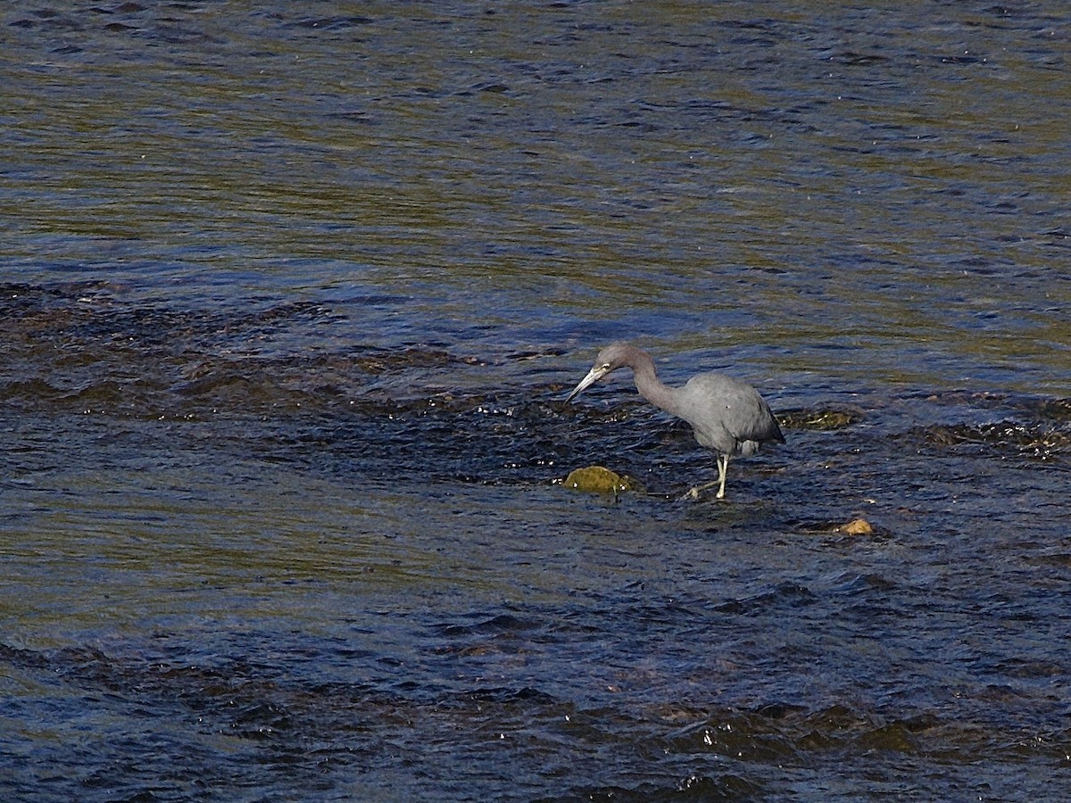 Little Blue Heron - ML645856514