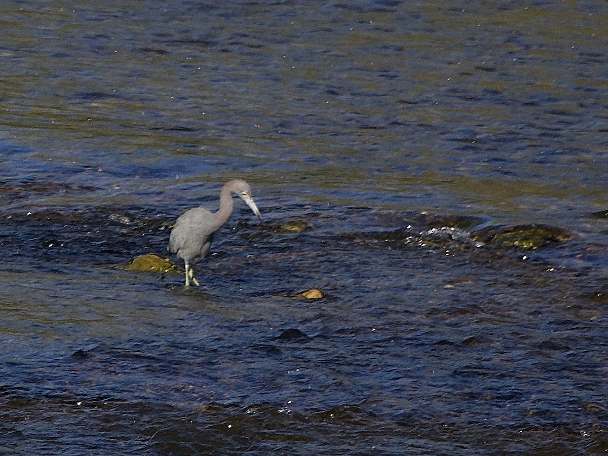 Little Blue Heron - ML645856515