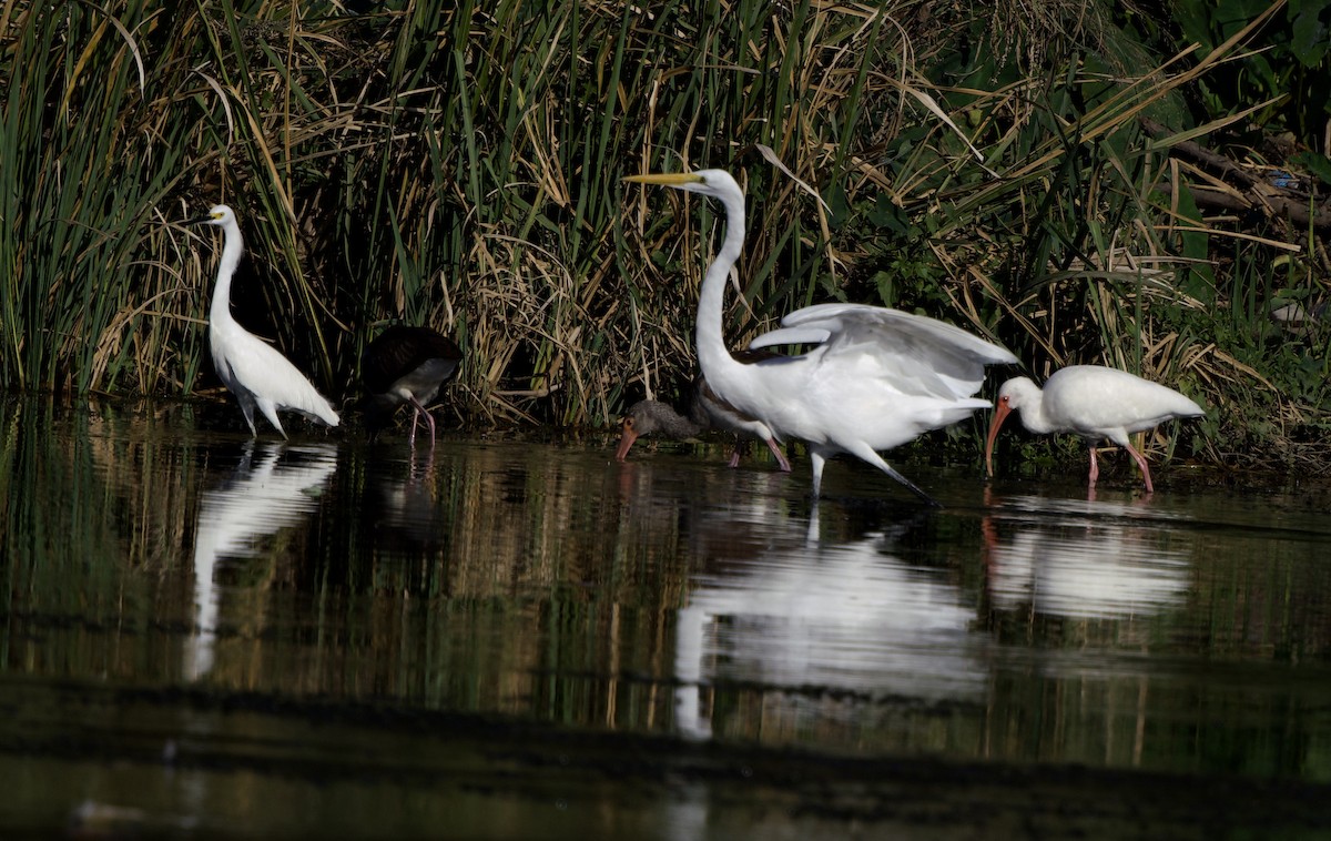 Snowy Egret - ML645856522