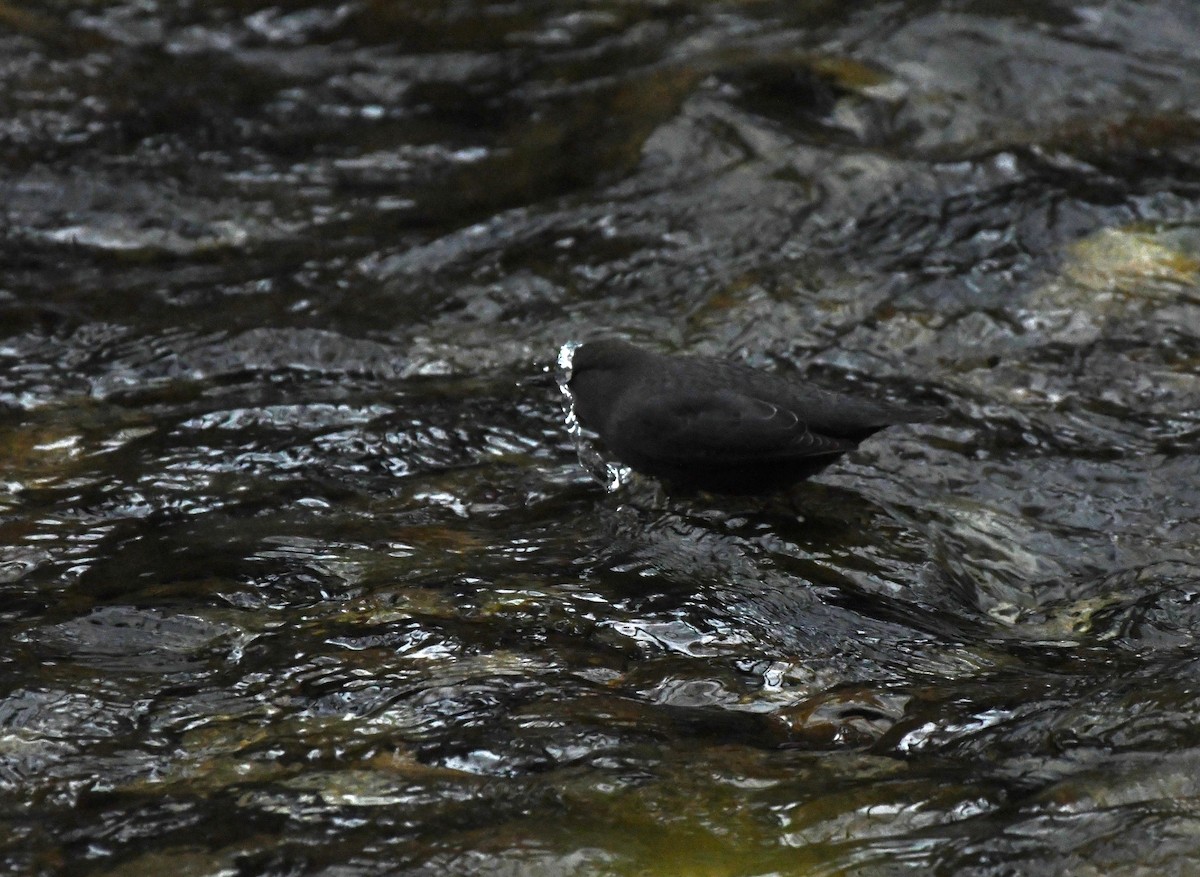 Ur-zozo iparramerikarra - ML645856524