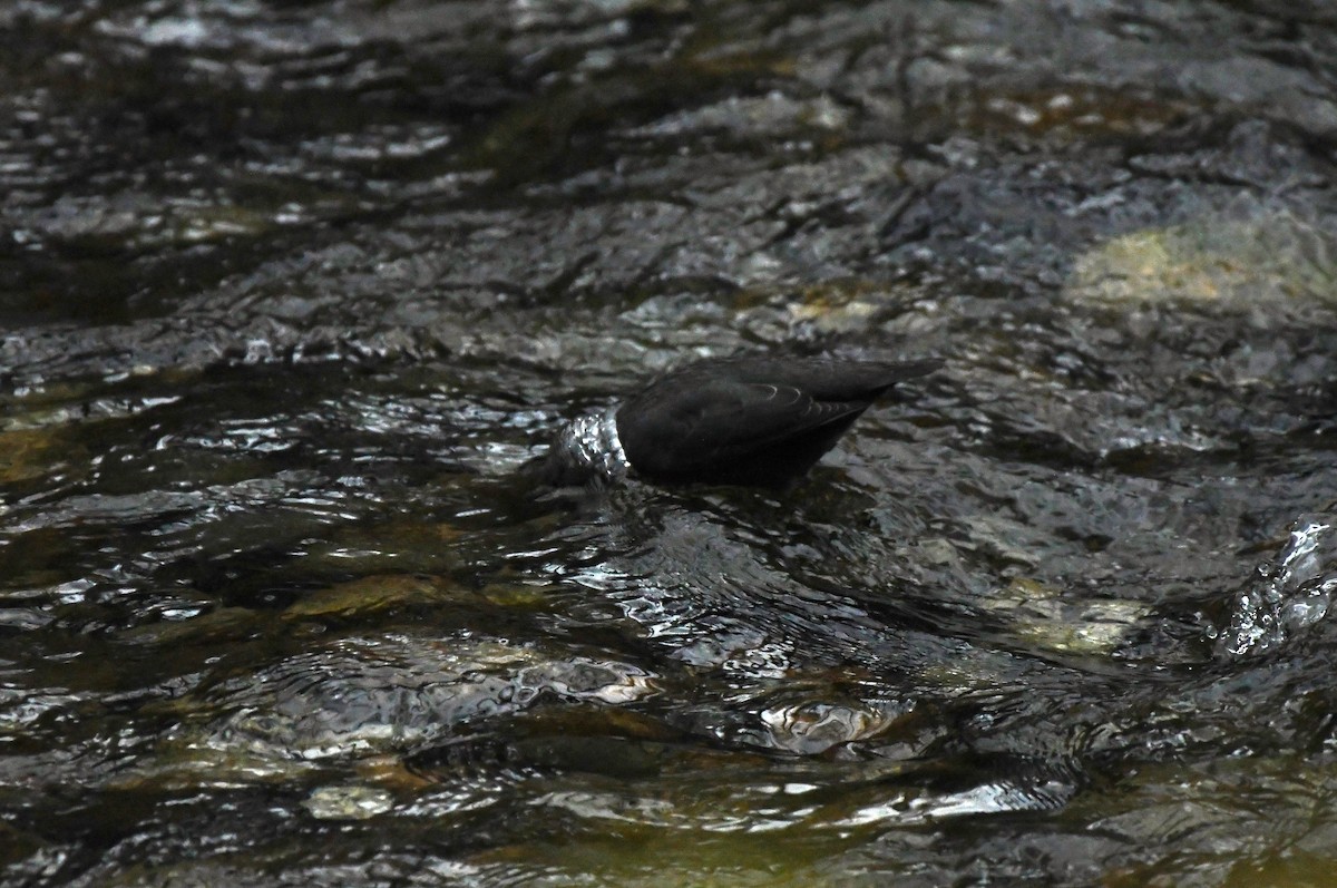 Ur-zozo iparramerikarra - ML645856525