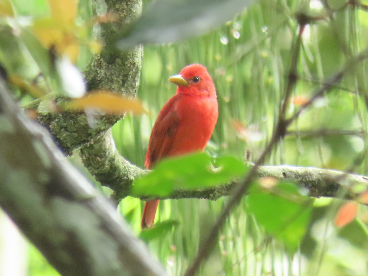 Summer Tanager - ML645856526