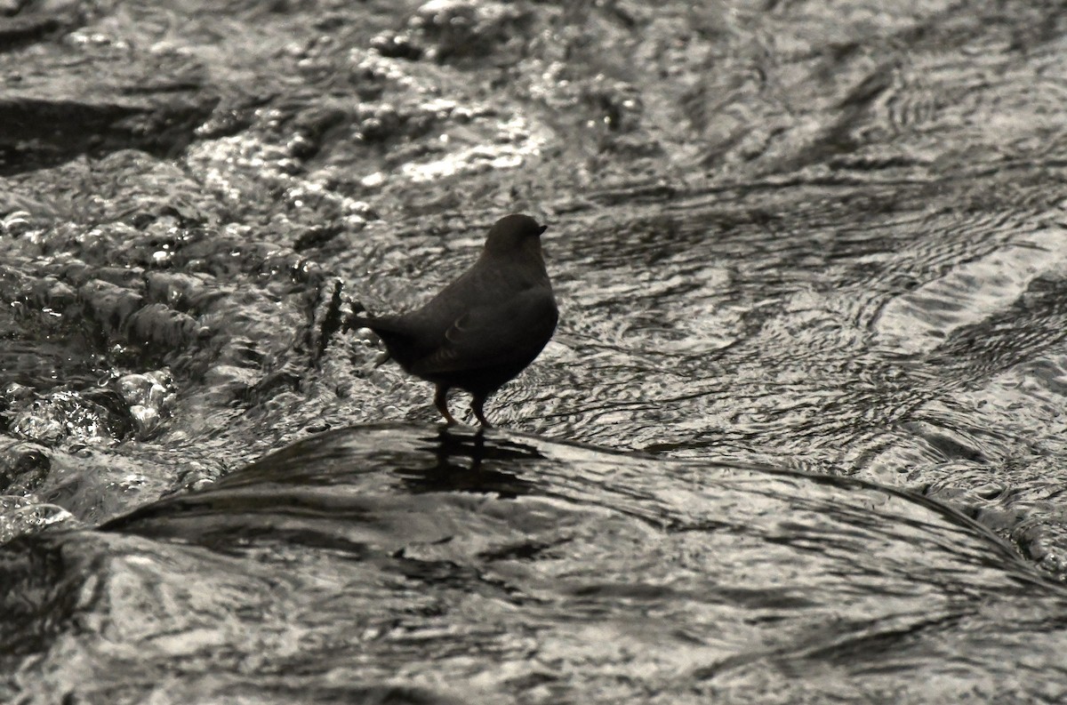 Ur-zozo iparramerikarra - ML645856527