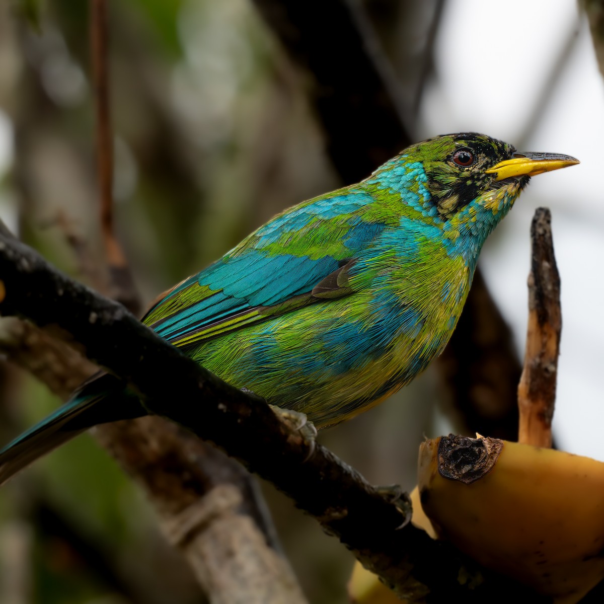 Green Honeycreeper - ML645856528