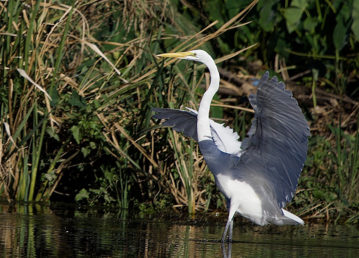 Great Egret - ML645856554