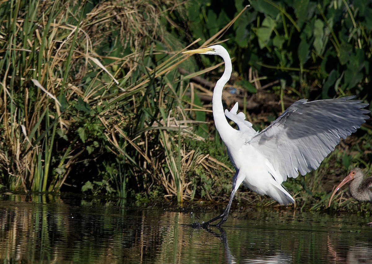 Great Egret - ML645856555
