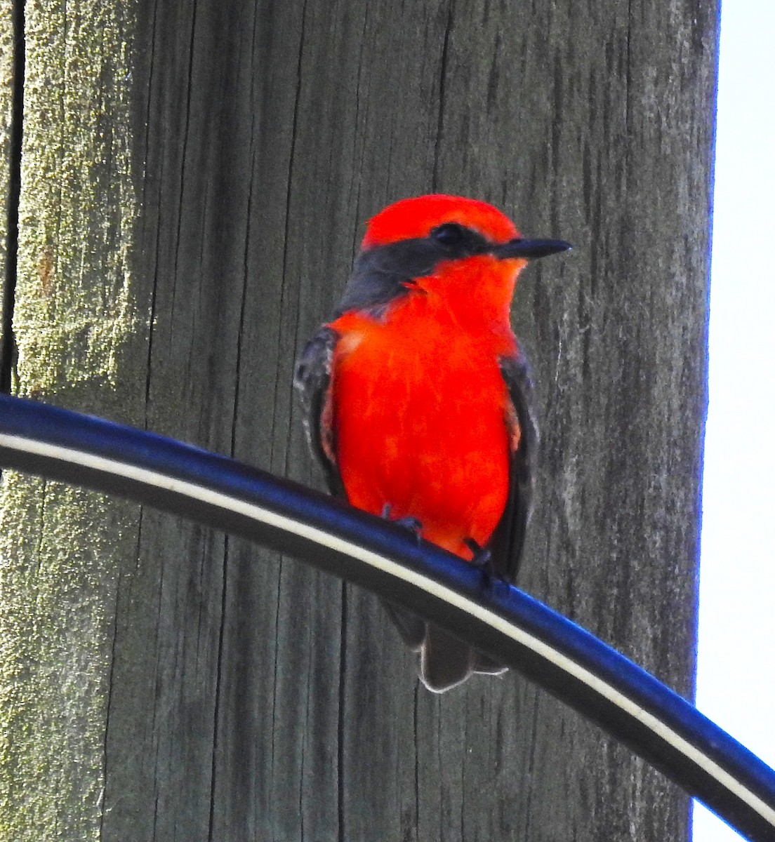 Vermilion Flycatcher - ML645856556