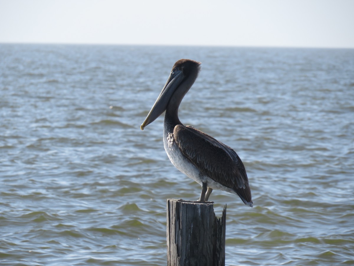 Brown Pelican - ML645856558